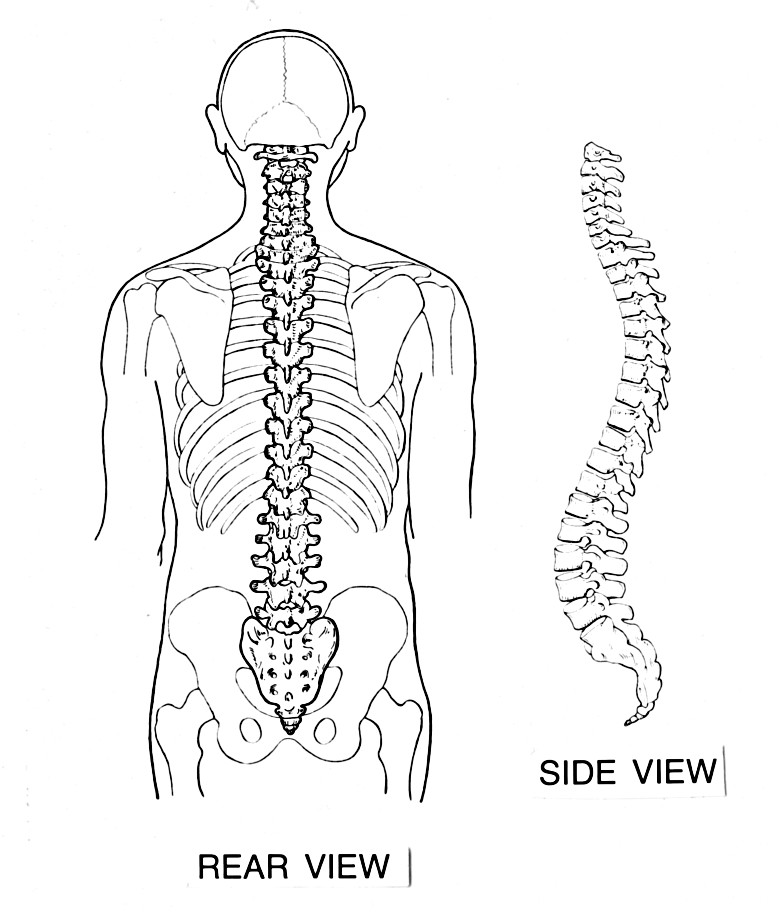 human backbone drawing